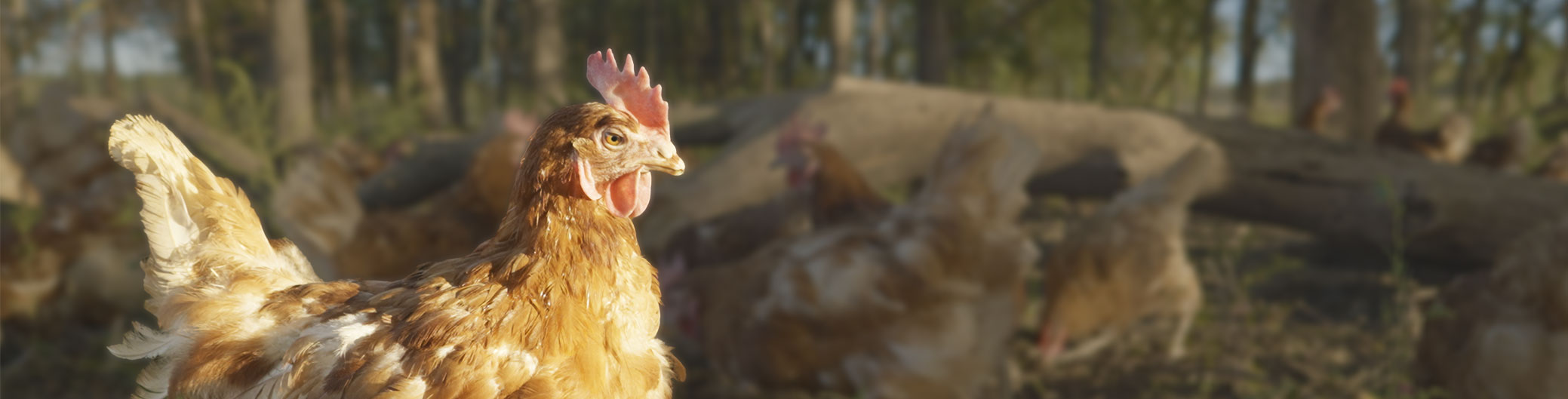 Chicken Closeup