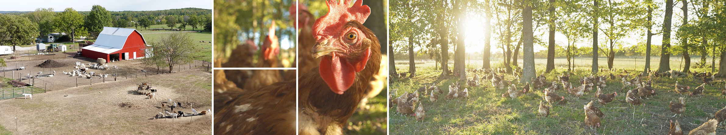 Chicken Closeup